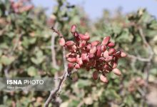 پسته زرندیه در محاصره بحران‌های تولید؛ سه‌ضلعی مشکلات، طلای سبز ایران را تهدید می‌کند