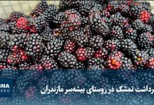 آغاز برداشت تمشک در روستای بیشهسر مازندران؛ محصولی با کاشت آسان و بازده اقتصادی
