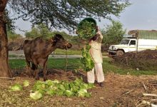 واردات گوشت بوفالو هندی برای مصرف خانوار در ایران