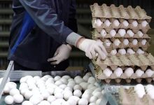 رئیس اتحادیه مرغداران: قیمت هر شانه تخم‌مرغ در بازار ۵۶۰ تا ۵۷۰ هزار تومان است