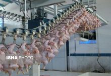 ثبات نسبی قیمت مرغ کامل و افزایش محسوس قیمت قطعات در پایان مرداد