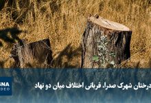 اختلاف تعاونی مسکن جهاد کشاورزی و شهرداری منطقه ۲۲، فضای سبز شهرک صدرا را نابود کرد