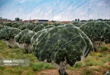 بزرگترین انجیرستان دیم جهان در استهبان
