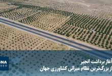 آغاز برداشت انجیر از بزرگترین انجیرستان دیم جهان در استهبان