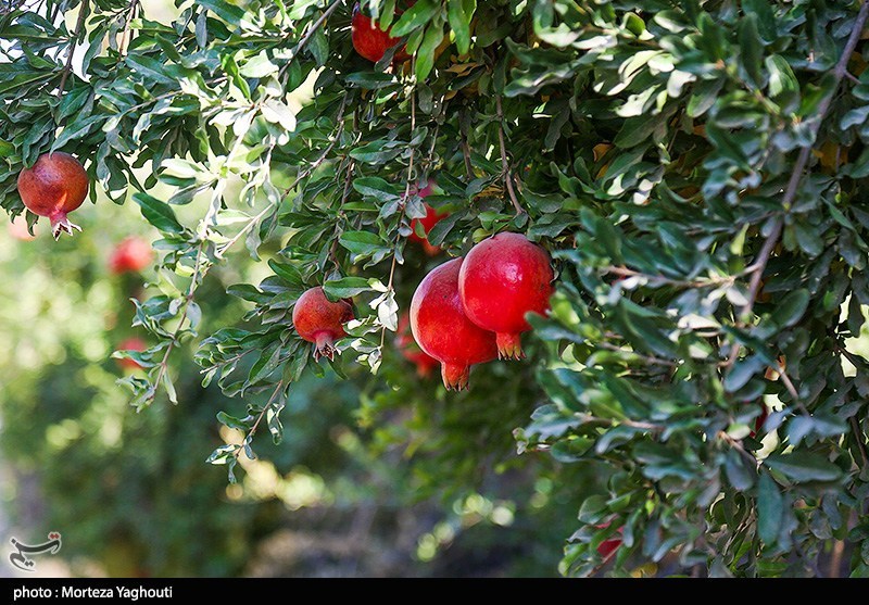 طارم قطب جدید انار ایران؛ پیش‌بینی تولید 35 هزار تن انار ‌ / اخبار زنجان - اخبار استانها