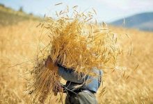 تسویه کامل مطالبات گندمکاران تا پایان مهرماه/ پیشبینی تولید ۲ میلیون تن برنج