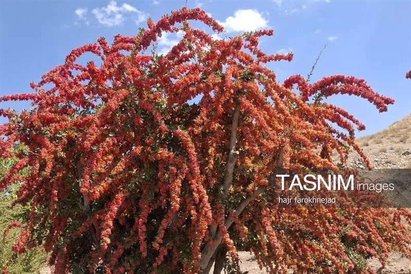 اعتبار خرید زرشک خراسان جنوبی افزایش یافت؛ دغدغه کشاورزان کاهش می یابد / اخبار خراسان جنوبی - اخبار استانها