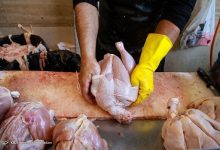 هشدار مرغداران: زیان سنگین به دلیل مازاد تولید و عدم تعادل عرضه و تقاضا