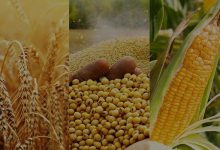 تعیین تکلیف نهایی قیمت خرید تضمینی گندم؛ انتظار کشاورزان برای ابلاغ نرخ خرید محصولات استراتژیک