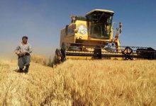 سلیمی: نباید کشاورز در الفبای کشتوکار خود بماند