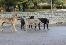 هدف‌گذاری جهانی برای ریشه‌کنی هاری تا سال ۲۰۳۰؛ چالش‌ها و راهکارها