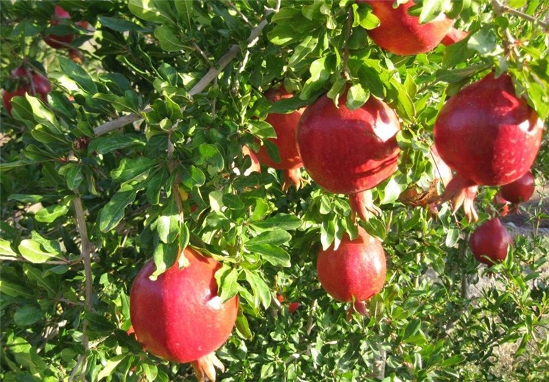 مگس مدیترانه‌ای به باغات اشکذر رسید