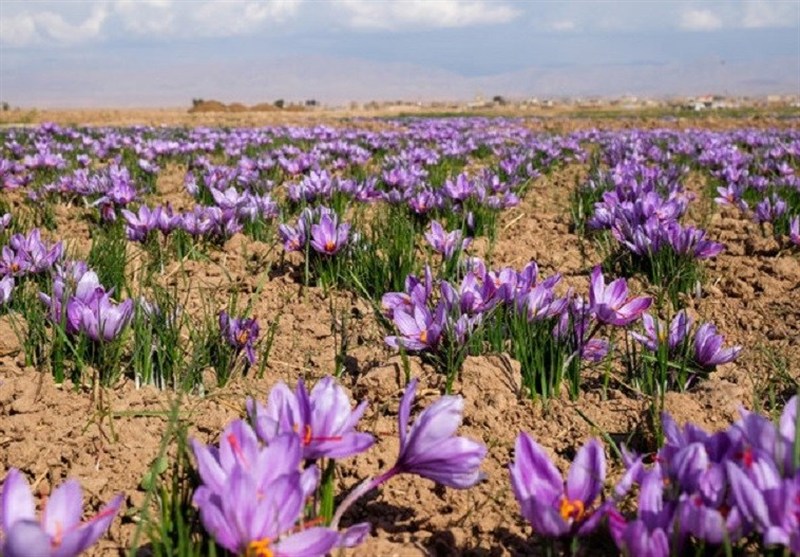 آغاز برداشت زعفران از روستای علوی کاشان/50هکتار زعفران تحت کشت