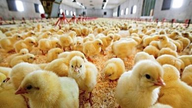 پیشبینی راهکارهای تأمین ثبات بازار جوجه یکروزه با صادرات هدفمند