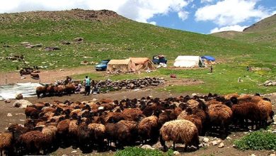 امضای تفاهمنامه همکاری برای تسهیل دسترسی جامعه عشایری به خدمات حقوقی