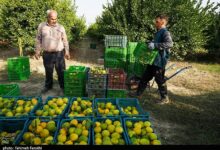 گامهای تازه برای حمایت از کشاورزان مازندران برداشته شد