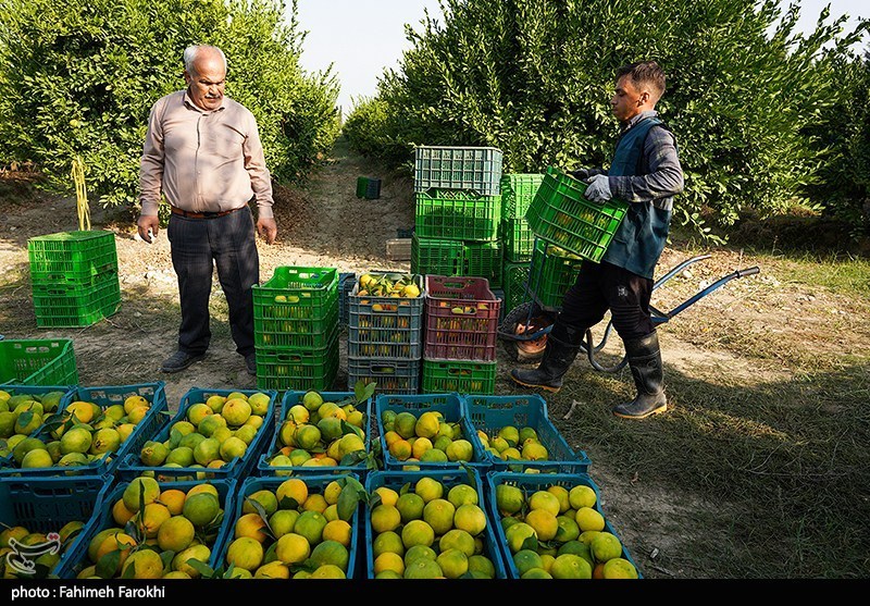 گامهای تازه برای حمایت از کشاورزان مازندران برداشته شد