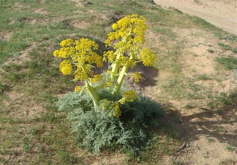 آنغوزه و گیاهان دارویی؛ نسخه طبیعی برای رونق اقتصاد خراسان جنوبی / اخبار خراسان جنوبی - اخبار استانها