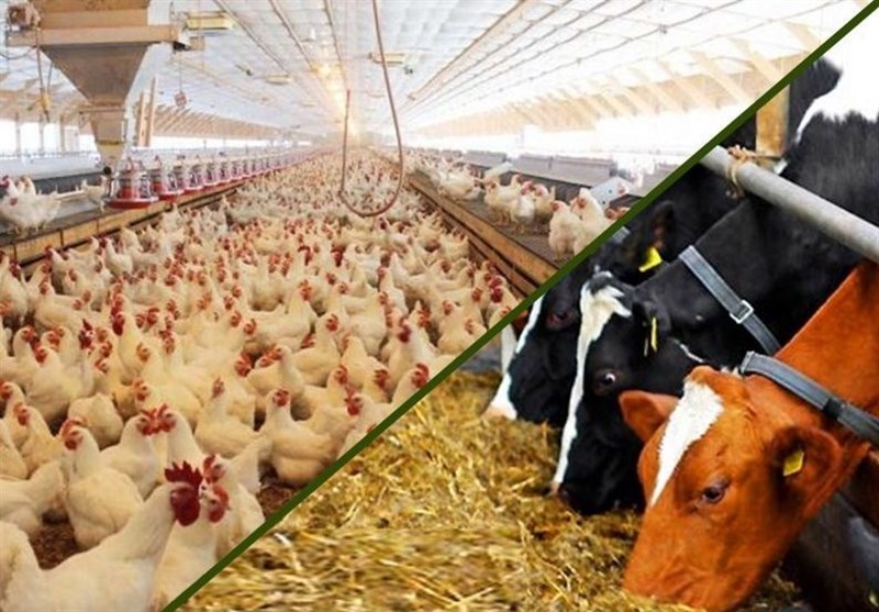 خراسان شمالی رتبه سوم کشور در تولید خوراک آماده دام را کسب کرد