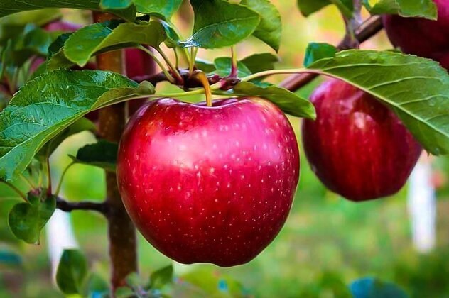 سیب‌های فارس در مسیر سردخانه‌ها و بازارهای صادراتی / اخبار فارس - اخبار استانها