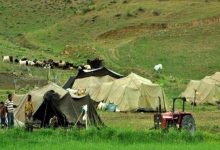 تأکید بر افزایش سهم عشایر در تأمین گوشت قرمز با اجرای تولید قراردادی