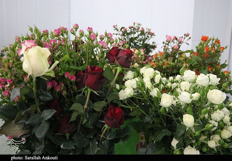 رکوردشکنی تولید گل رز در گلخانه 5 هزار مترمربعی نیر یزد / اخبار یزد - اخبار استانها