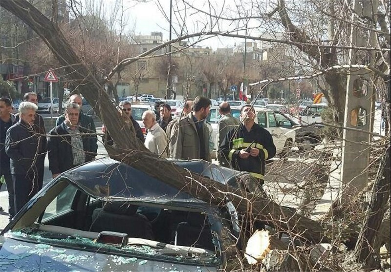 سقوط 14 درخت در باد شدید در خرمآباد/ 3 خودرو خسارت دید / اخبار لرستان - اخبار استانها