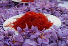 پیشبینی افزایش ۳۰ درصدی تولید زعفران در ایران؛ رکوردزنی در راه است؟