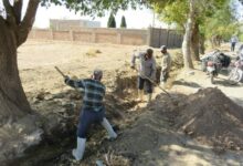 ریشه‌های زخمی میراث جهانی بلده؛ 90 درخت کهنسال در انتظار نجات