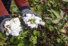 افزایش چشمگیر قیمت پنبه؛ زنگ خطری برای صنعت نساجی