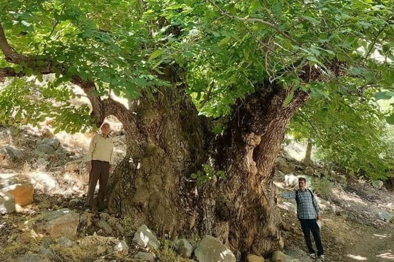 درخت گردوی هزار ساله کهمان سلسله ثبت ملی شد / اخبار لرستان - اخبار استانها