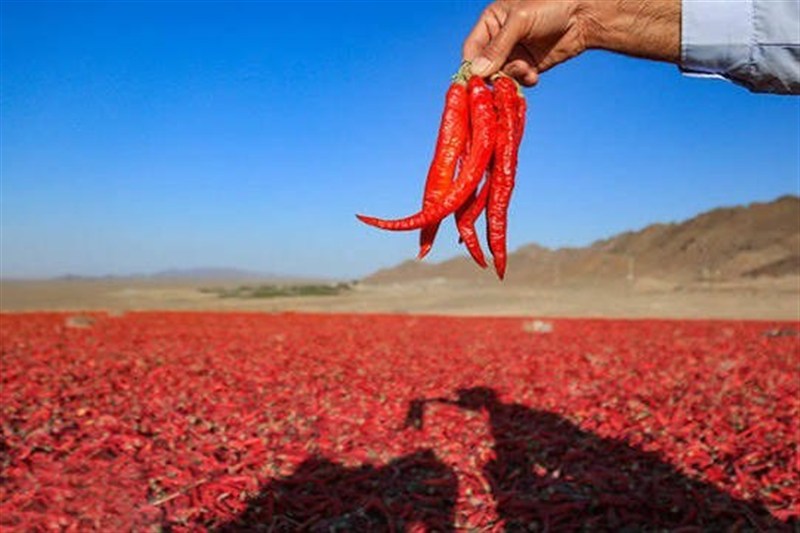 طعم تند زندگی در روستای بیزه؛ پرونده خامفروشی فلفل بسته میشود